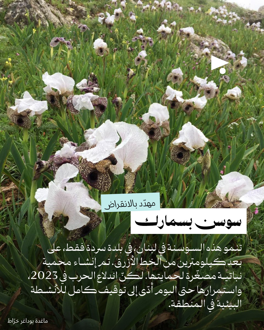 <strong>رسالة حب للسوسن: المتوطّن على خط النار</strong>