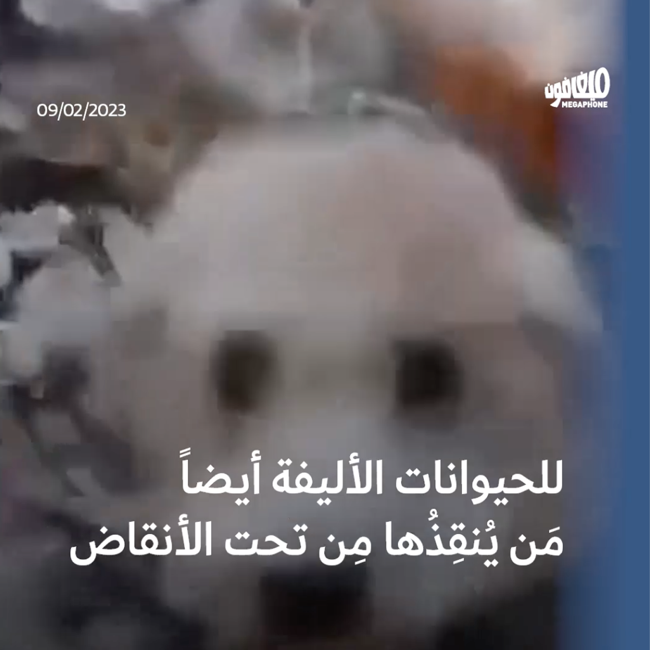 إنقاذ الحيوانات الأليفة ضحايا الزلزال المدمّر