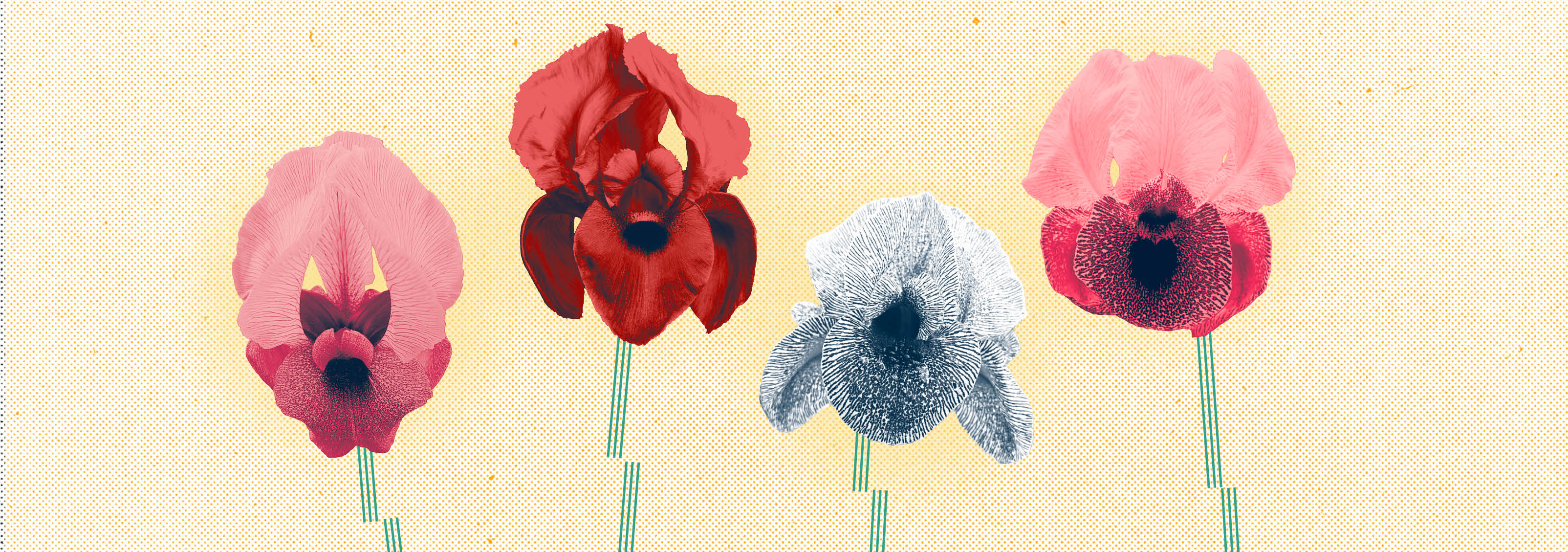 السوسن في مشرق مزّقته الحروب