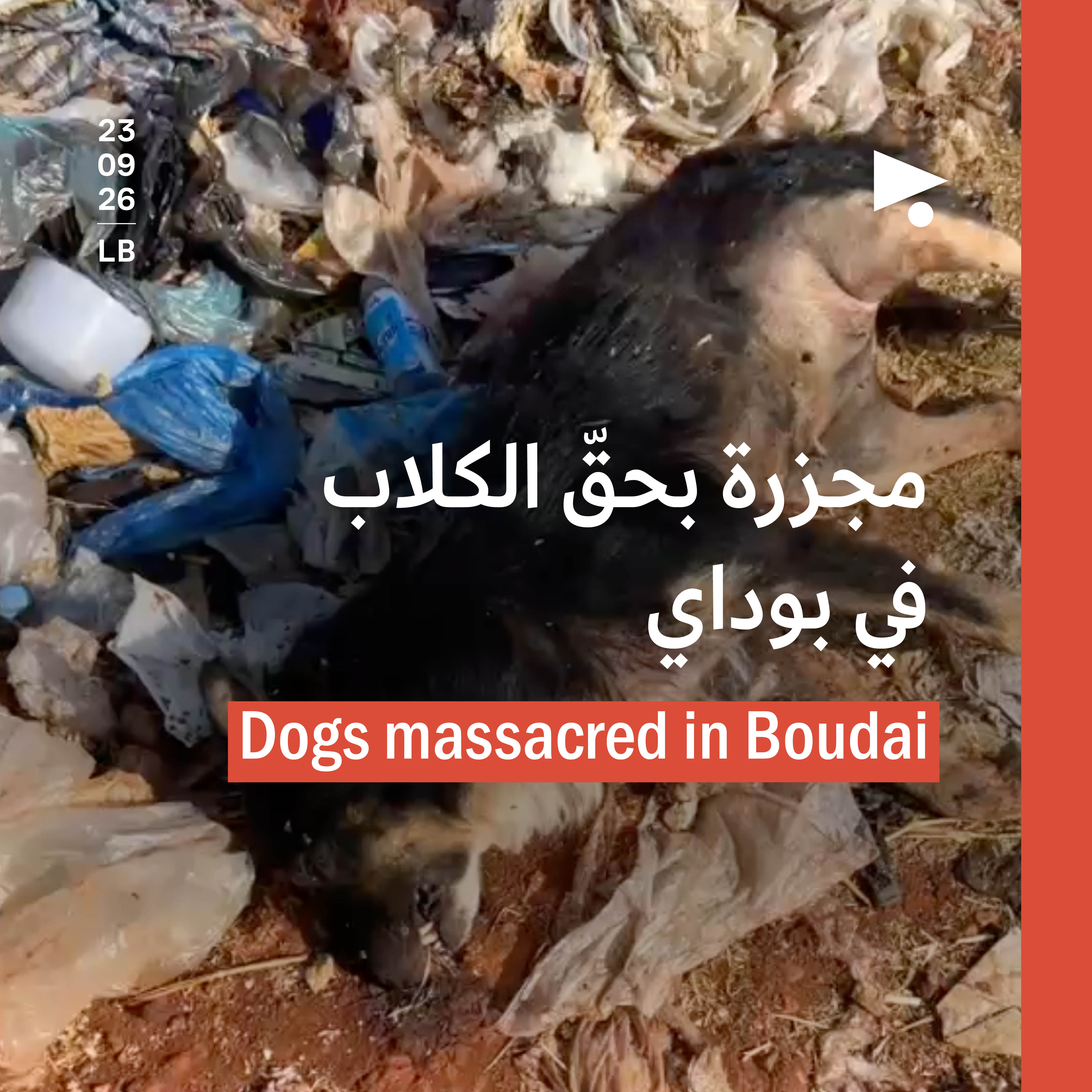 مجزرة بحقّ الكلاب في بوداي