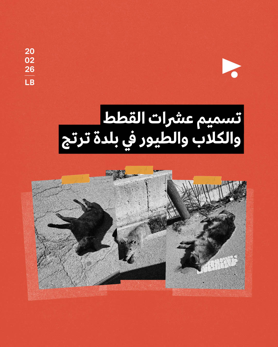 تسميم عشرات القطط والكلاب والطيور في بلدة ترتج