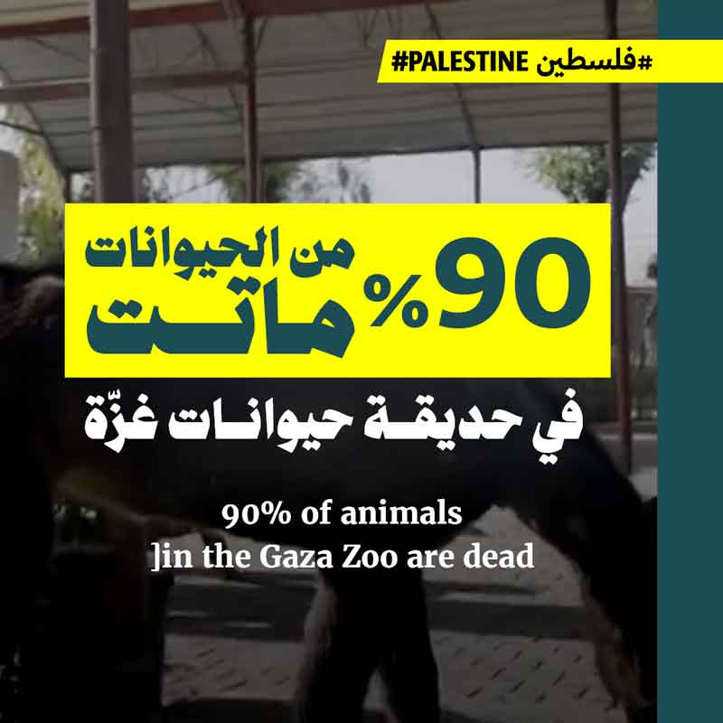 <strong>حديقة الحيوان في غزّة: 90٪ من الأنواع ماتت</strong>