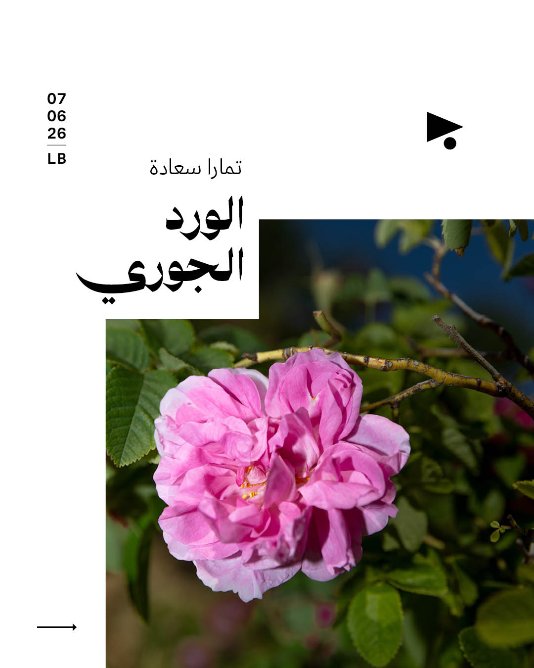 <strong>الورد الجوري</strong>