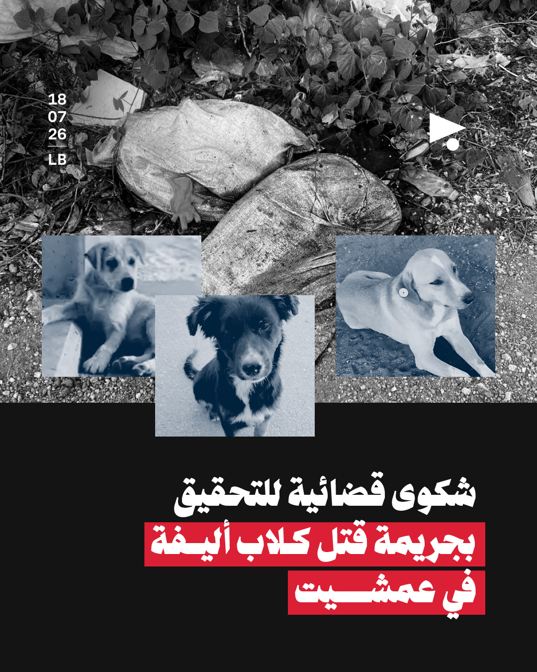شكوى قضائية للتحقيق بجريمة قتل كلاب أليفة في عمشيت