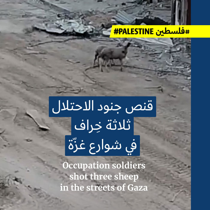 الجنود الإسرائيليون يقنصون المواشي