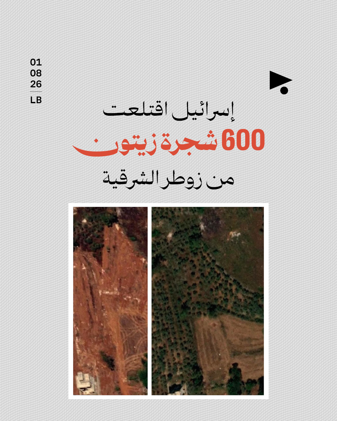 إسرائيل اقتلعت 600 شجرة زيتون من زوطر الشرقية
