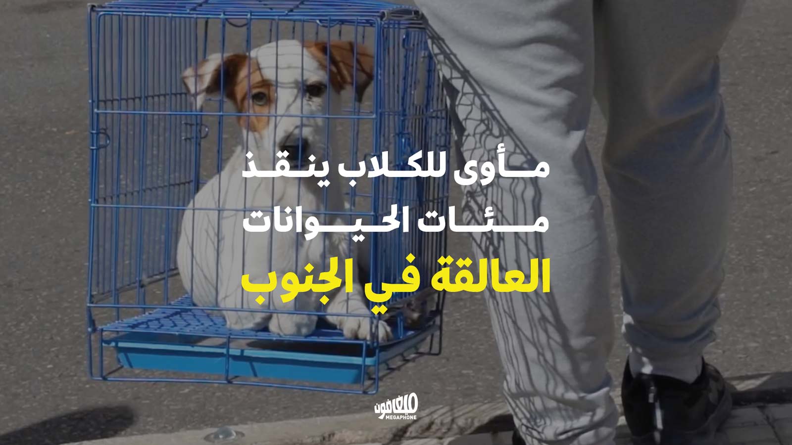 <strong>مأوى للكلاب ينقذ مئات الحيوانات العالقة في الجنوب</strong>