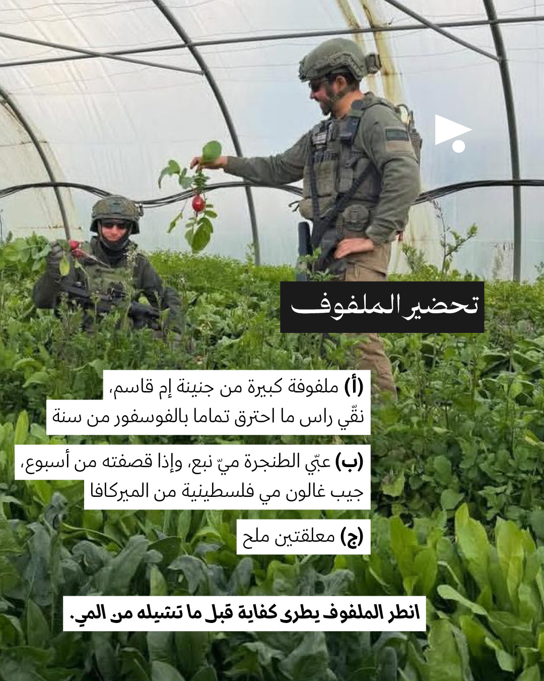 <strong>وصفة المحشي ملفوف المحتلّ </strong>