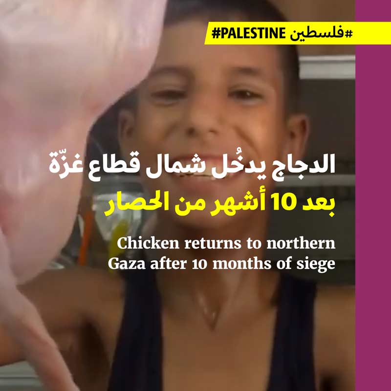 الدجاج يدخُل شمال قطاع غزّة بعد 10 أشهر من الحصار