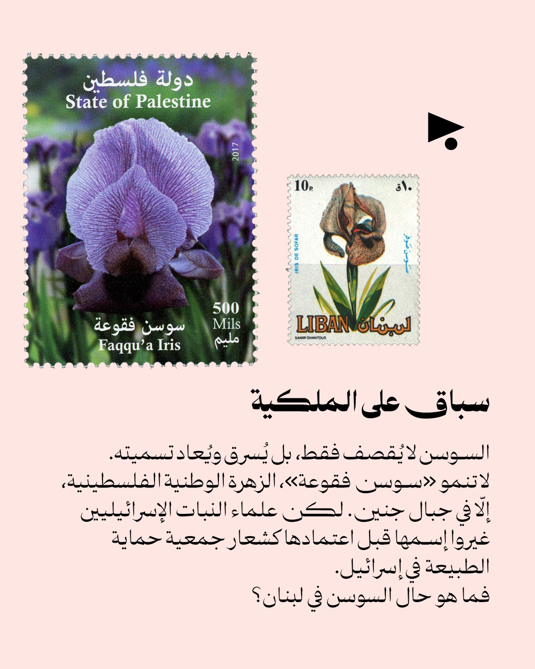 <strong>رسالة حب للسوسن: المتوطّن على خط النار</strong>