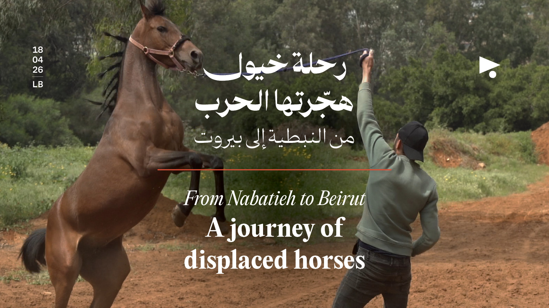 رحلة خيول هجّرتها الحرب من النبطية إلى بيروت