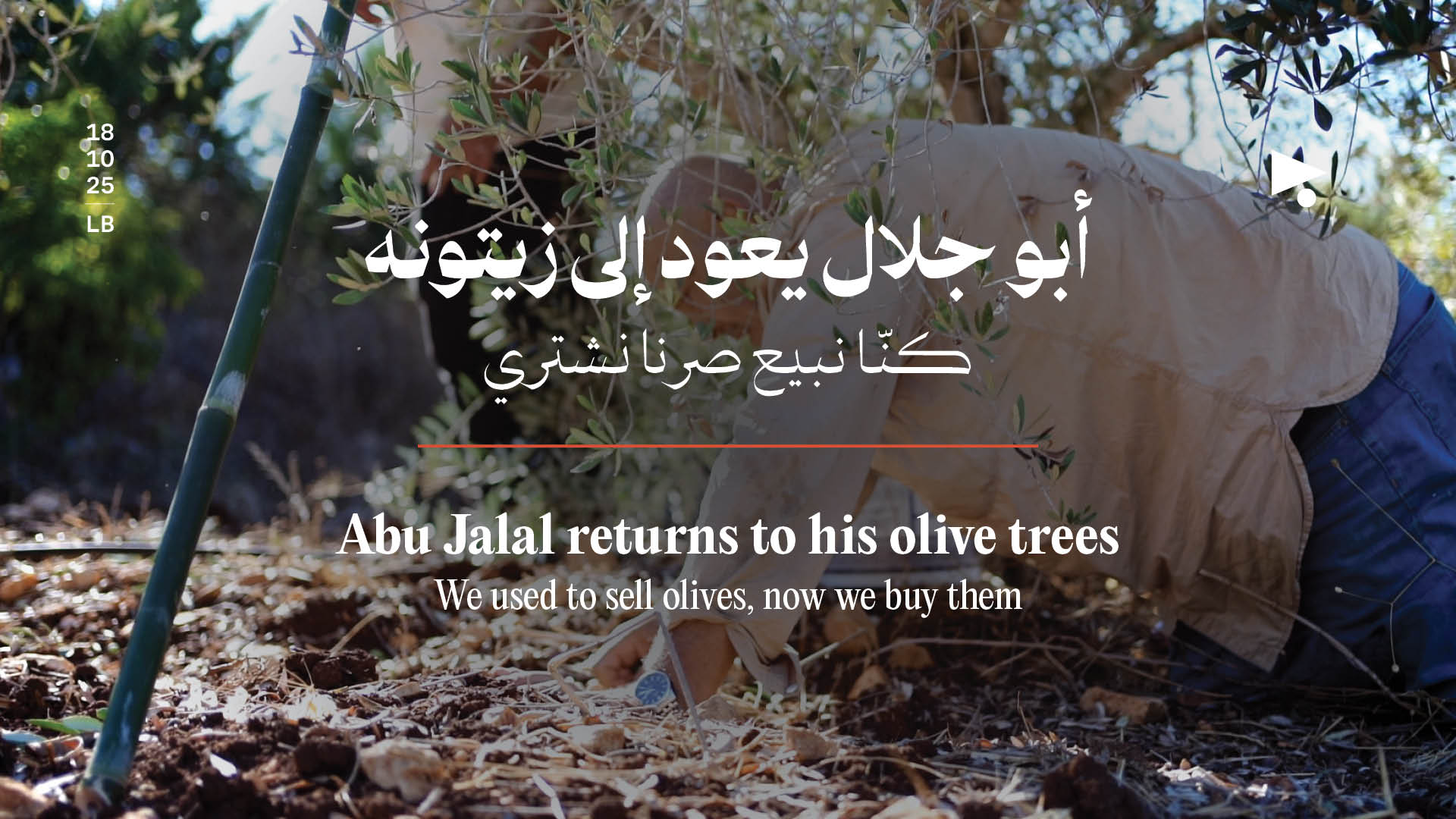 أبو جلال يعود إلى زيتونه: كنّا نبيع صرنا نشتري