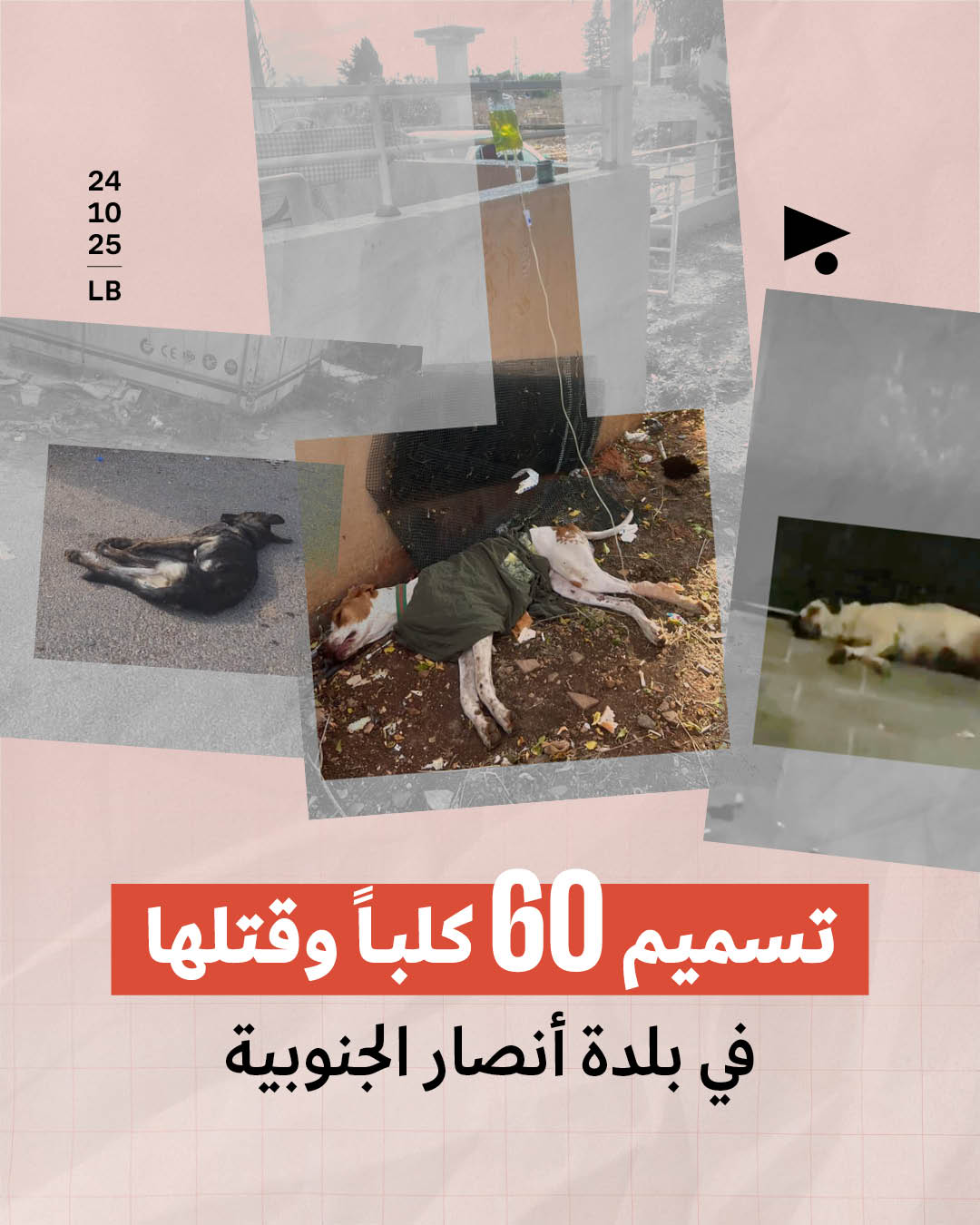 تسميم 60 كلباً وقتلها في بلدة أنصار الجنوبية