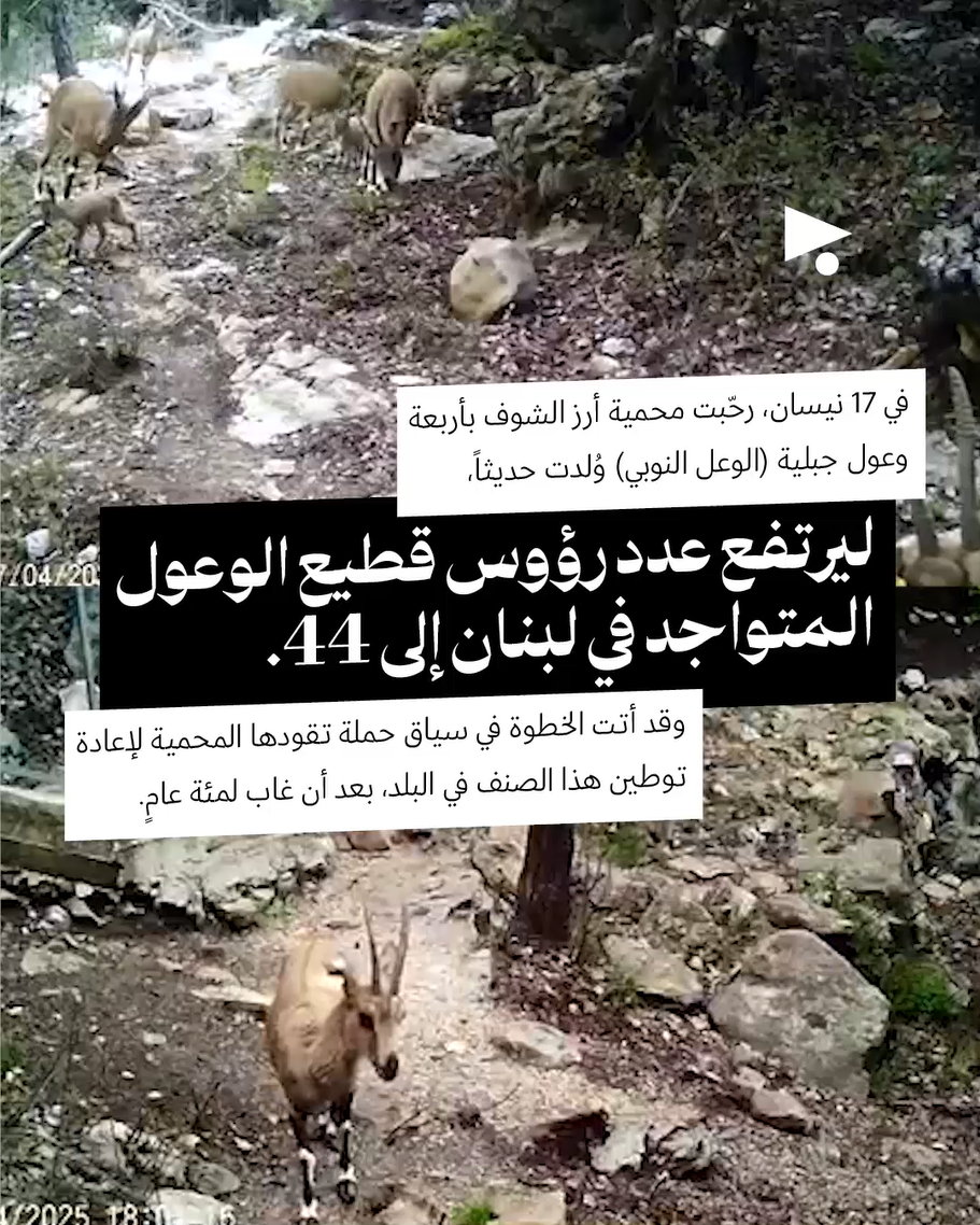 <strong>لبنان الأنيمالستيك: جولة على عالم الحيوان في سنة 2025</strong>