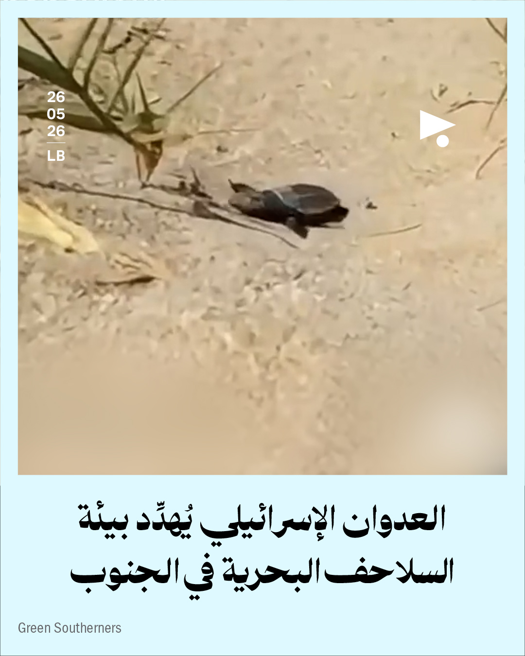 العدوان الإسرائيلي يُهدِّد بيئة السلاحف البحرية في الجنوب
