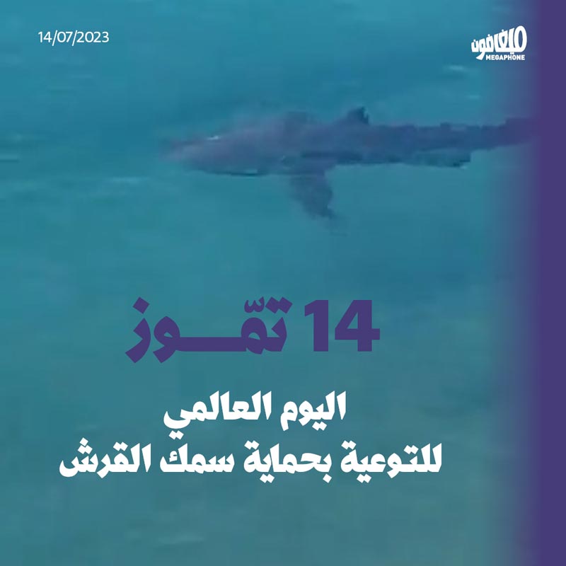 14 تمّوز اليوم العالمي للتوعية بحماية سمك القرش