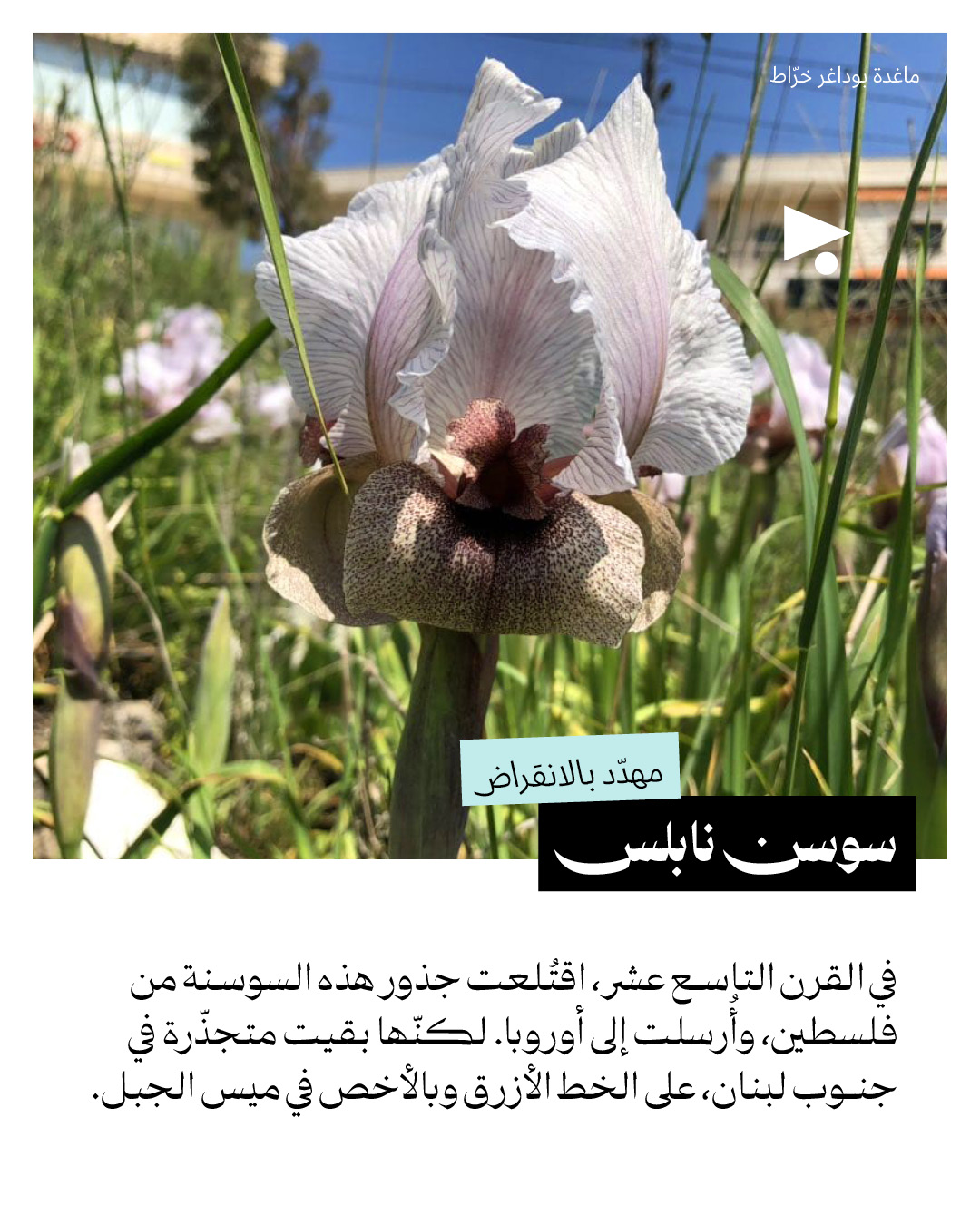 <strong>رسالة حب للسوسن: المتوطّن على خط النار</strong>