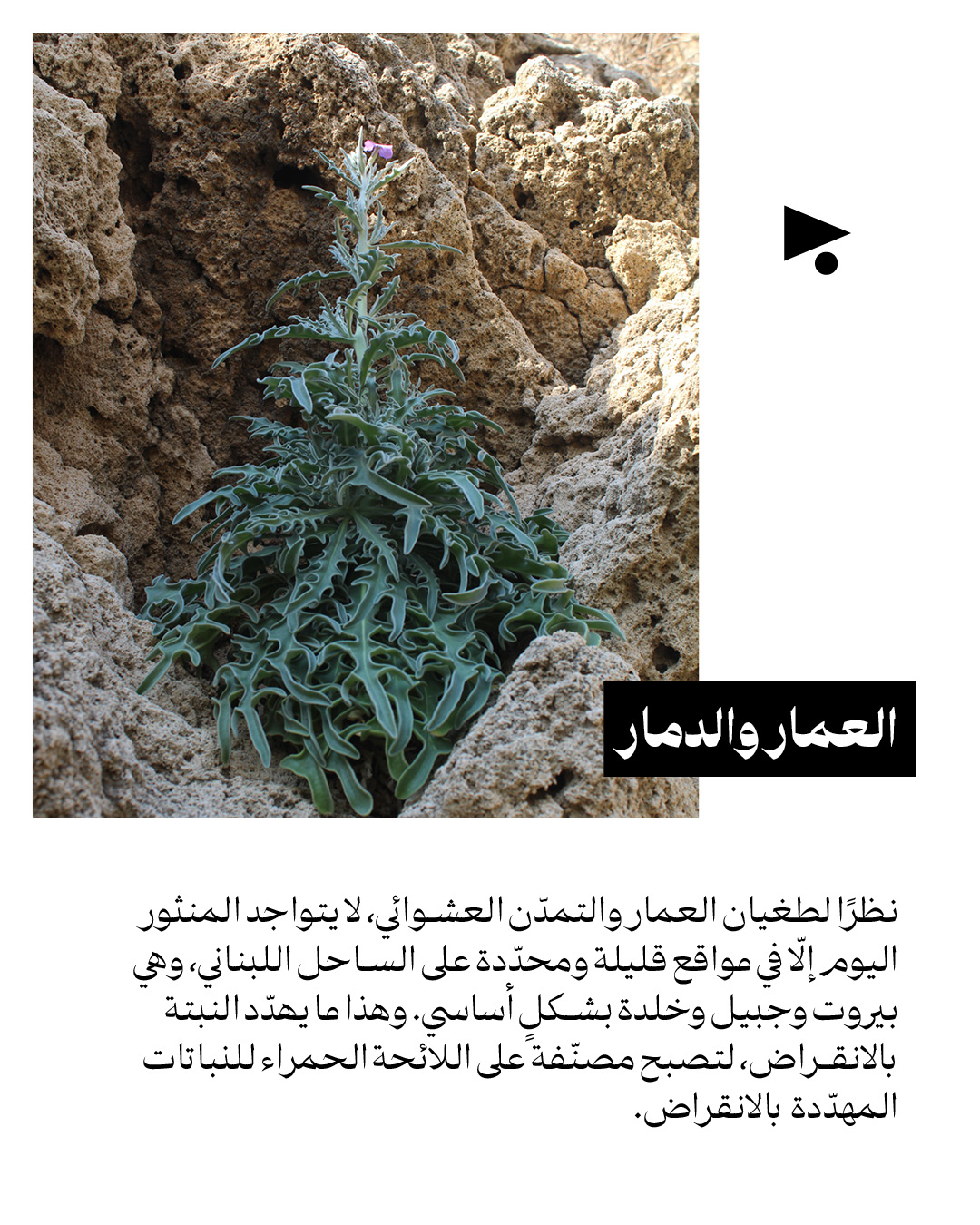 <strong>يا حبق ومنتور</strong>