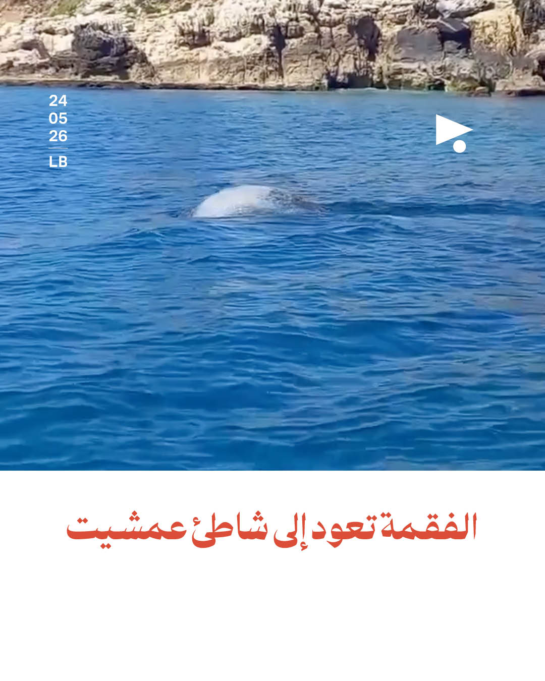 الفقمة تعود إلى شاطئ عمشيت