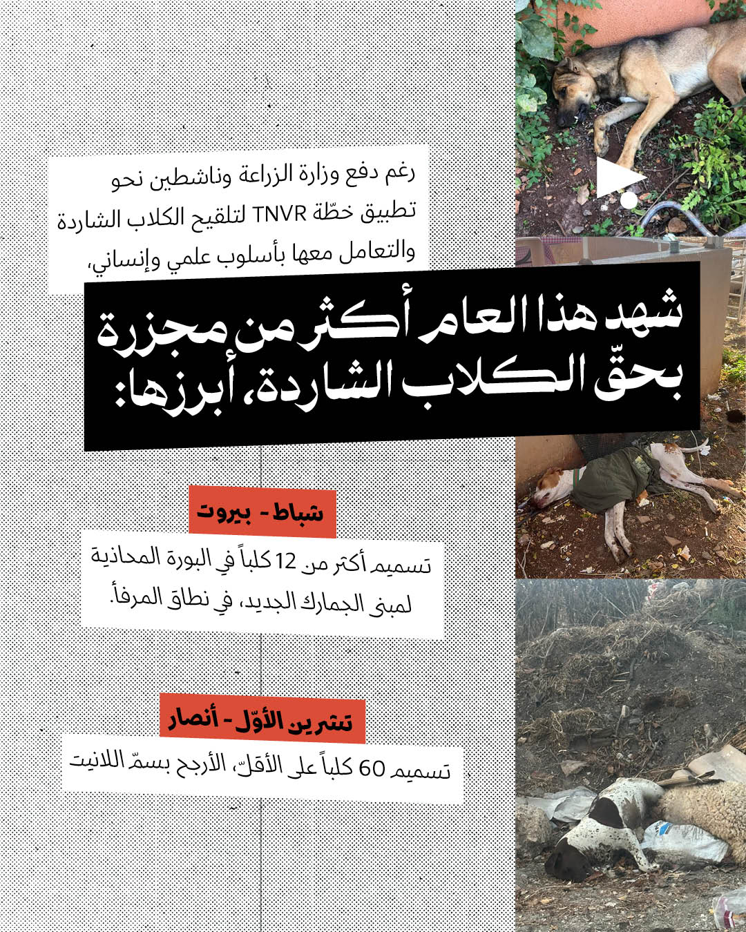 <strong>لبنان الأنيمالستيك: جولة على عالم الحيوان في سنة 2025</strong>