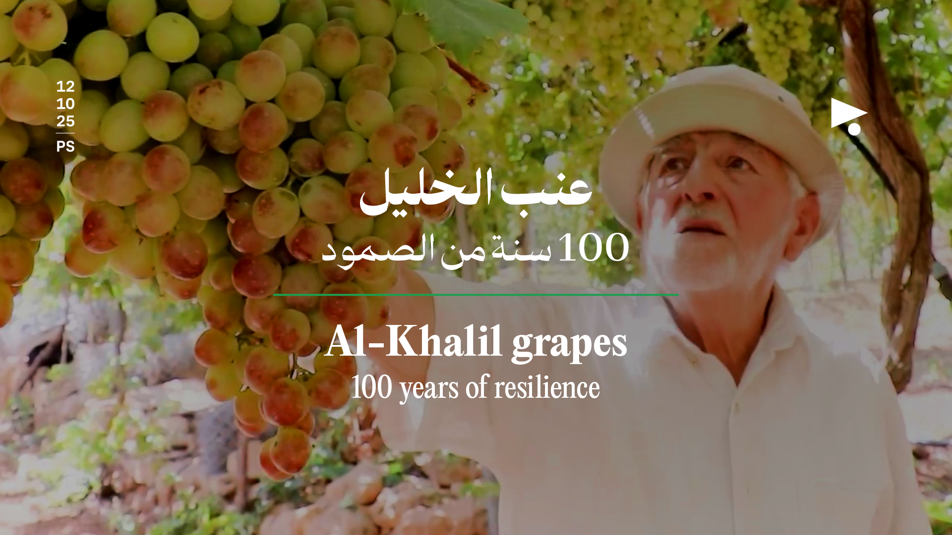 عنب الخليل: 100 سنة من الصمود