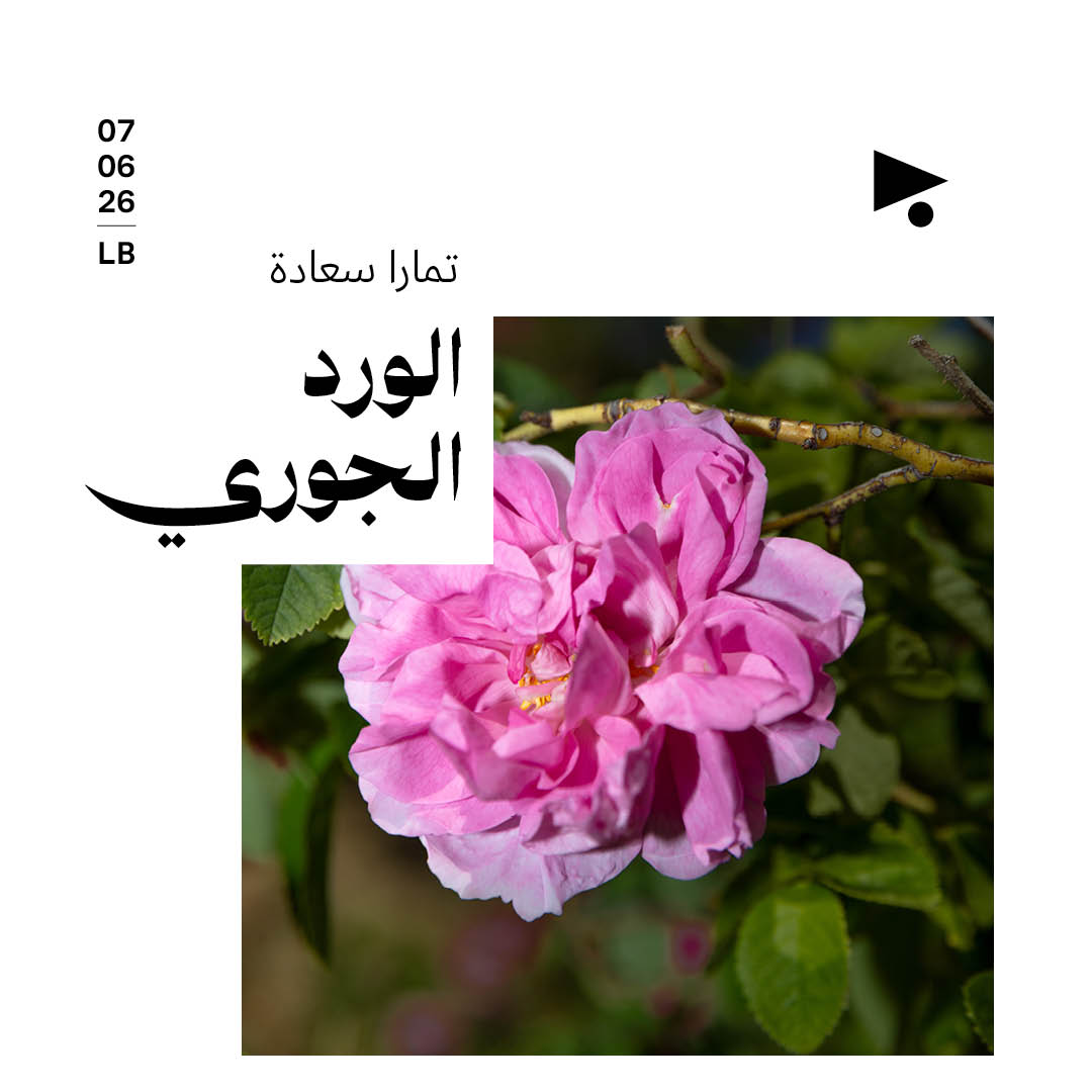 الورد الجوري