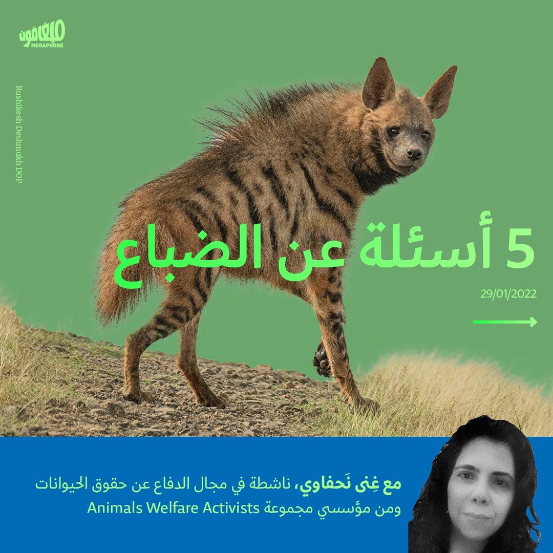 5 أسئلة عن الضباع