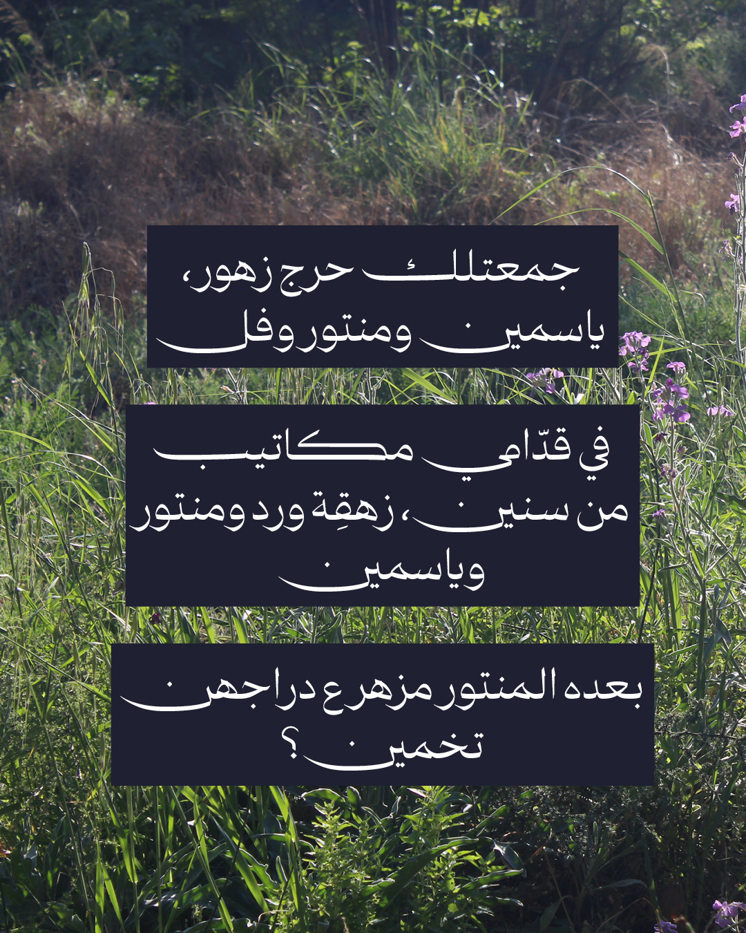 <strong>يا حبق ومنتور</strong>