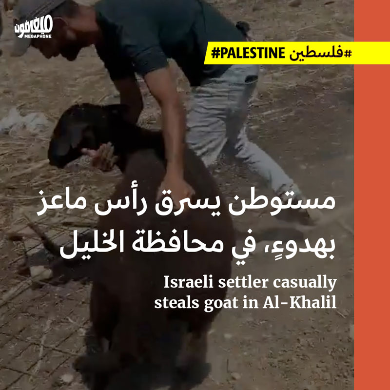 مستوطن يسرق رأس ماعز بهدوءٍ، في محافظة الخليل
