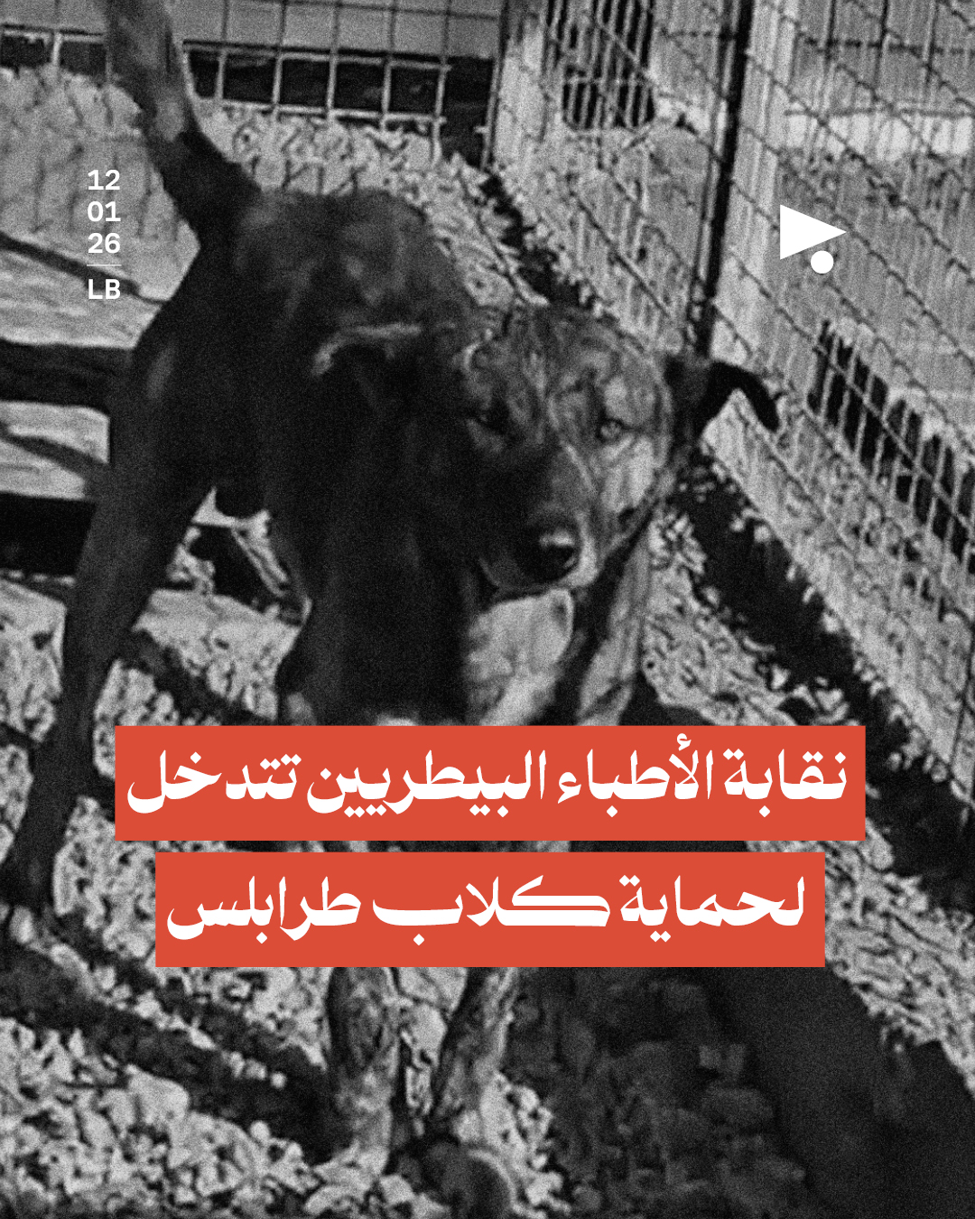 نقابة الأطباء البيطريين تتدخل لحماية كلاب طرابلس