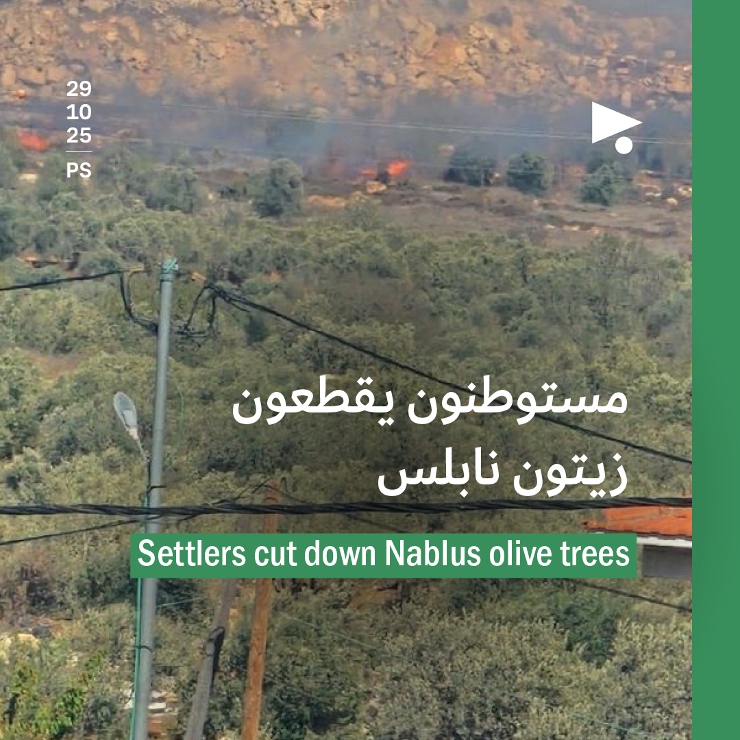 مستوطنون يقطعون زيتون نابلس