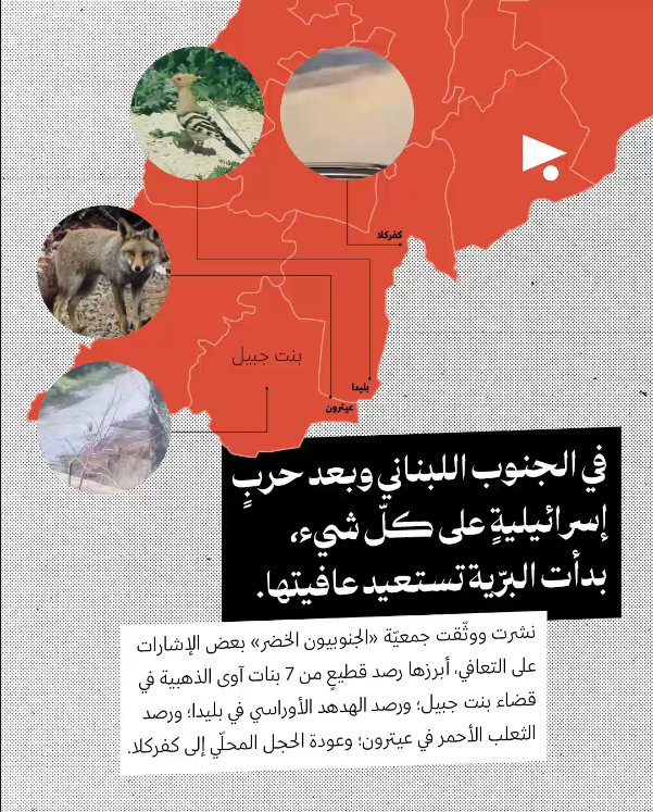 <strong>لبنان الأنيمالستيك: جولة على عالم الحيوان في سنة 2025</strong>