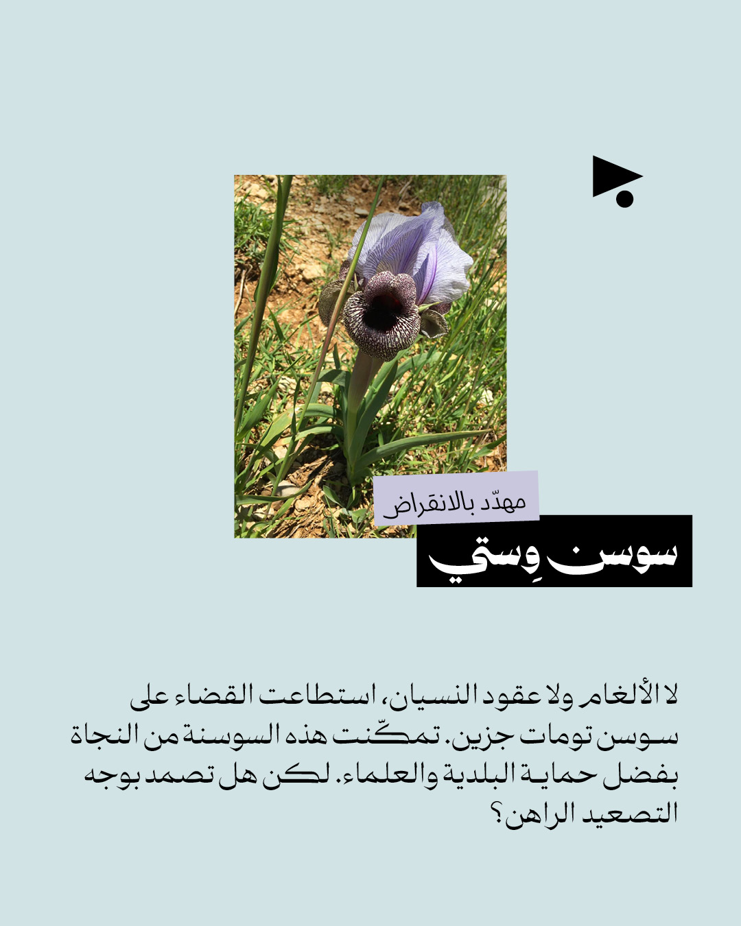 <strong>رسالة حب للسوسن: المتوطّن على خط النار</strong>