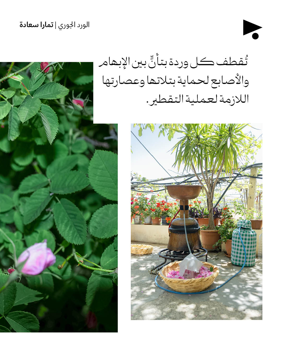 <strong>الورد الجوري</strong>