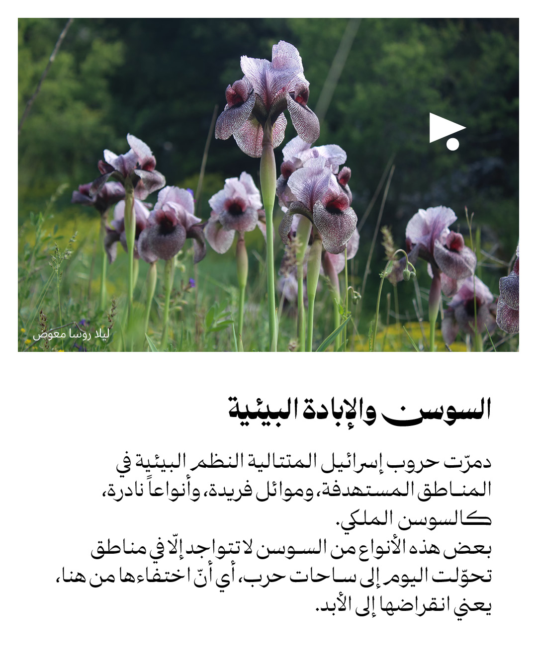 <strong>رسالة حب للسوسن: المتوطّن على خط النار</strong>