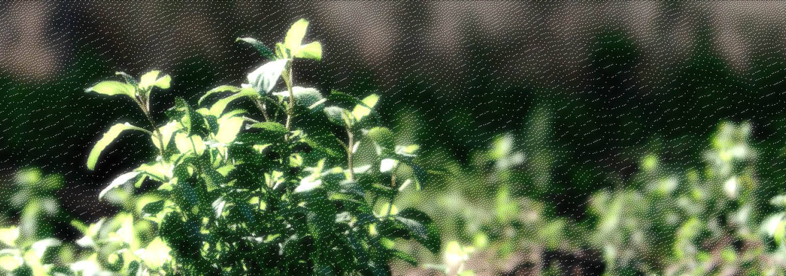 «معطَّراً بالنَّعناع»