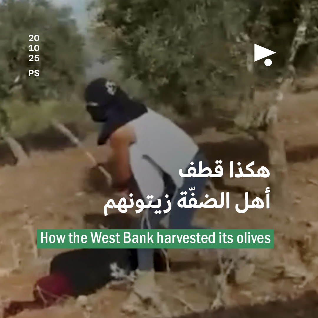 هكذا قطف أهل الضفّة زيتونهم