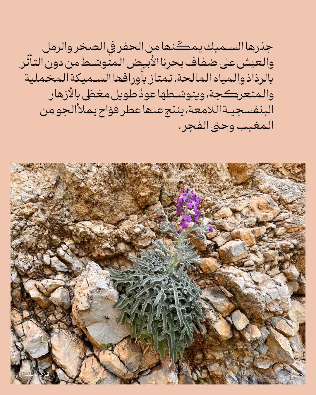 <strong>يا حبق ومنتور</strong>