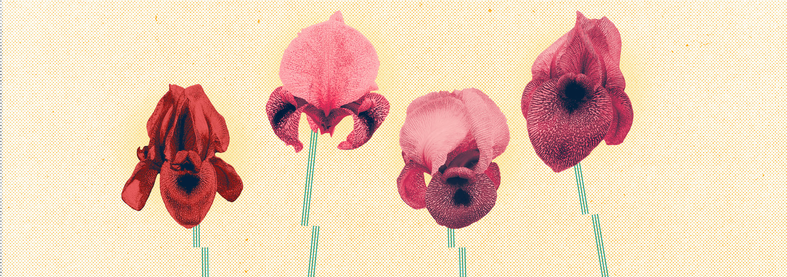 السوسن في مشرق مزّقته الحروب