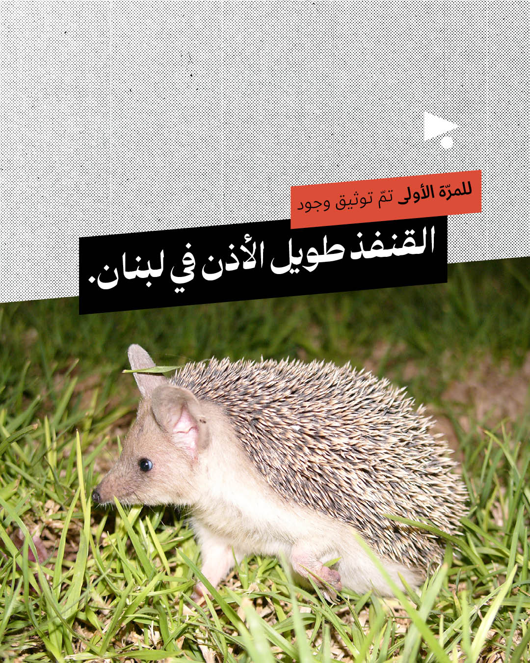 <strong>لبنان الأنيمالستيك: جولة على عالم الحيوان في سنة 2025</strong>