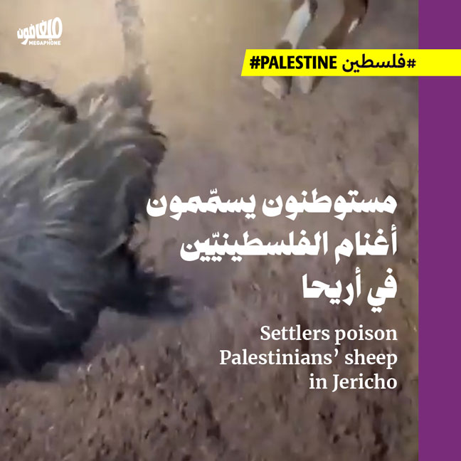 مستوطنون يسمّمون أغنام الفلسطينيّين في أريحا