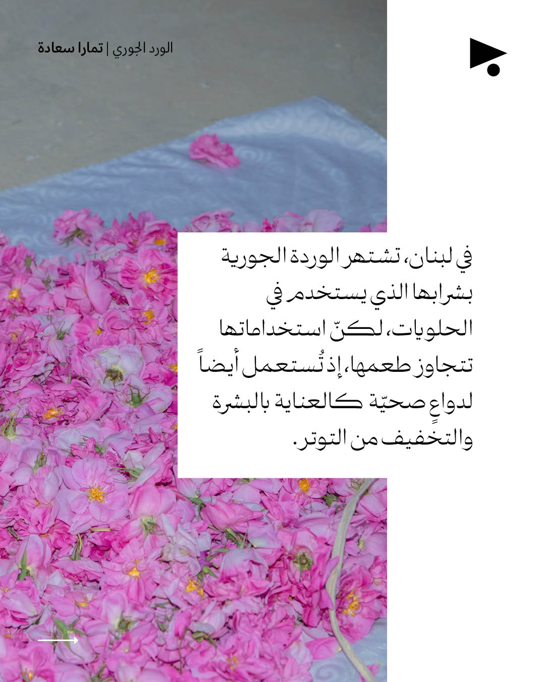 <strong>الورد الجوري</strong>