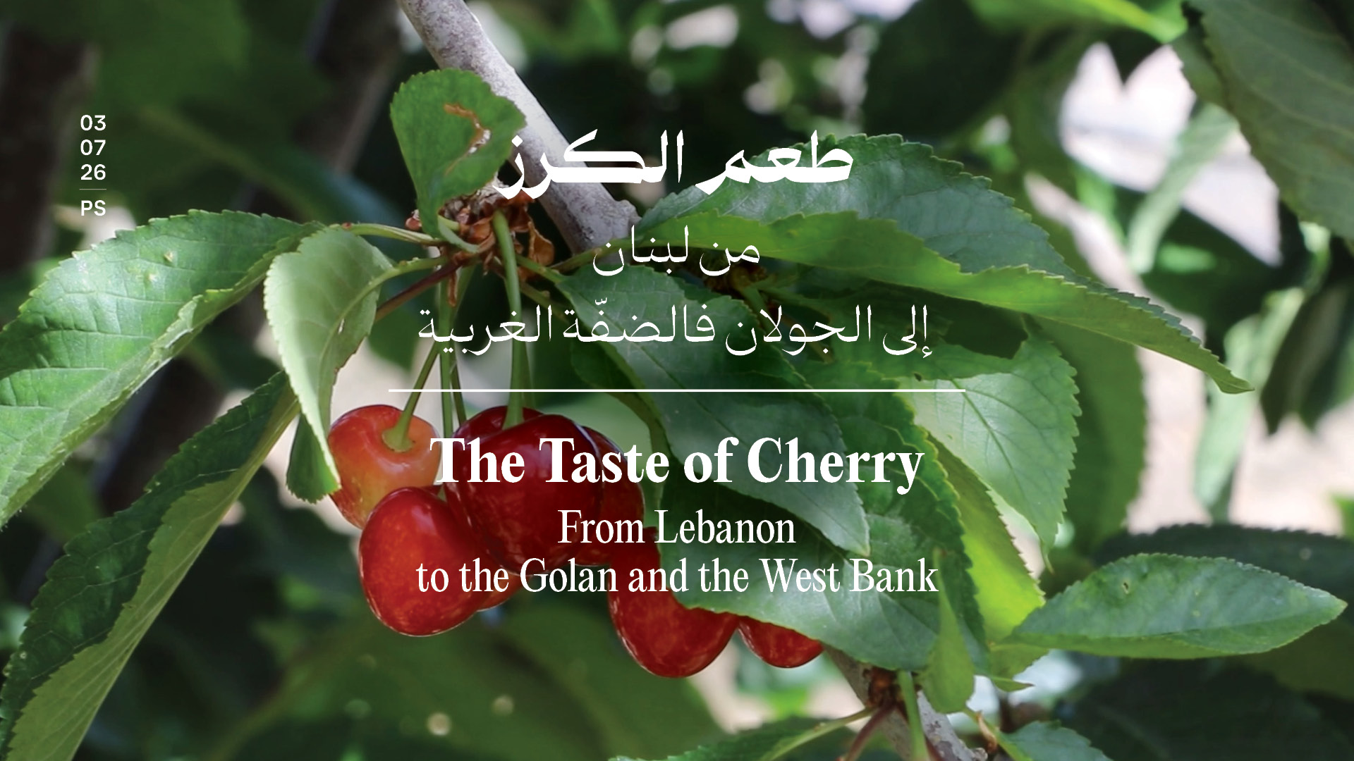 طعم الكرز: من لبنان إلى الجولان فالضفّة الغربية