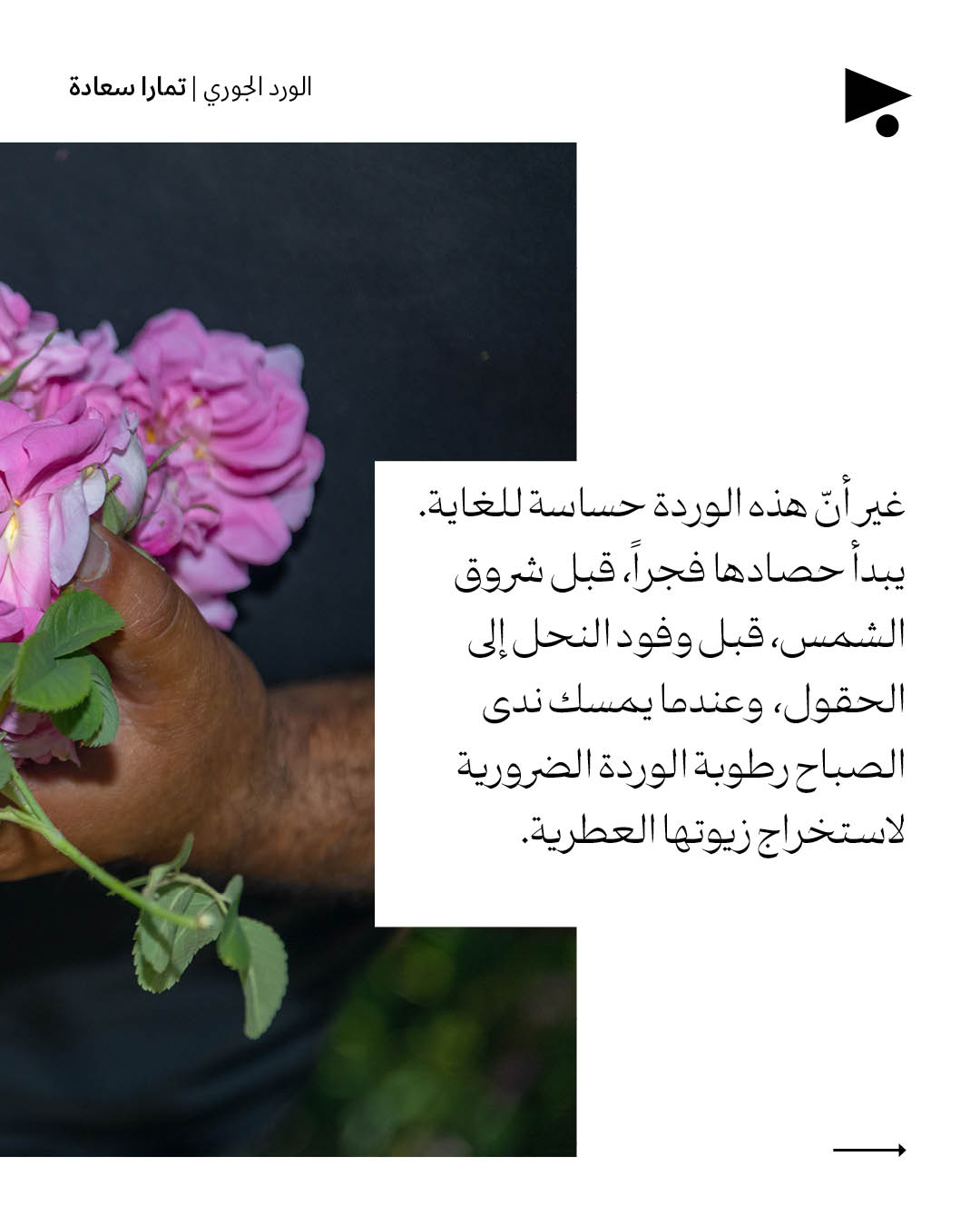 <strong>الورد الجوري</strong>