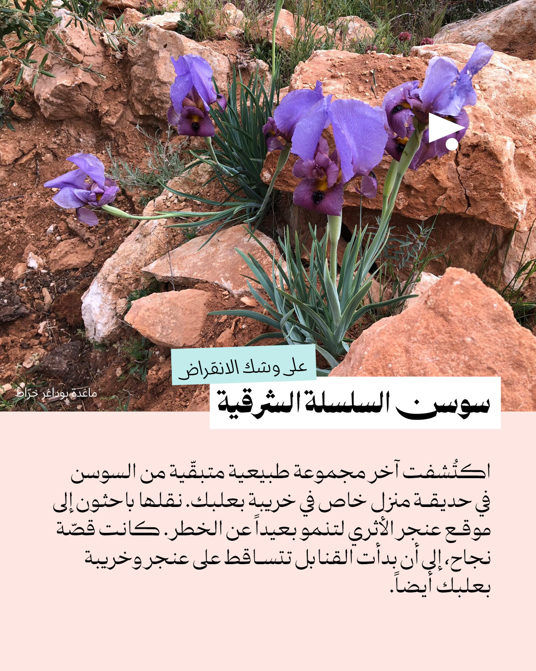 <strong>رسالة حب للسوسن: المتوطّن على خط النار</strong>