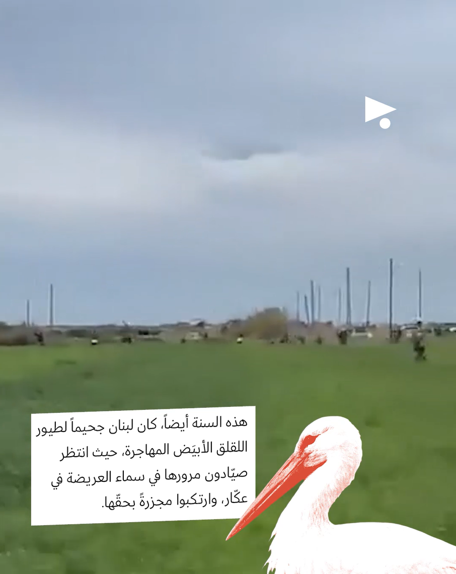 <strong>لبنان الأنيمالستيك: جولة على عالم الحيوان في سنة 2025</strong>