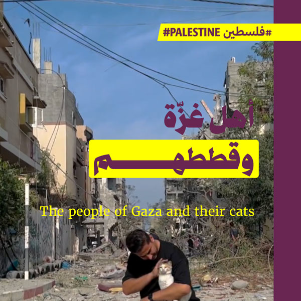 أهل غزّة وقططهم