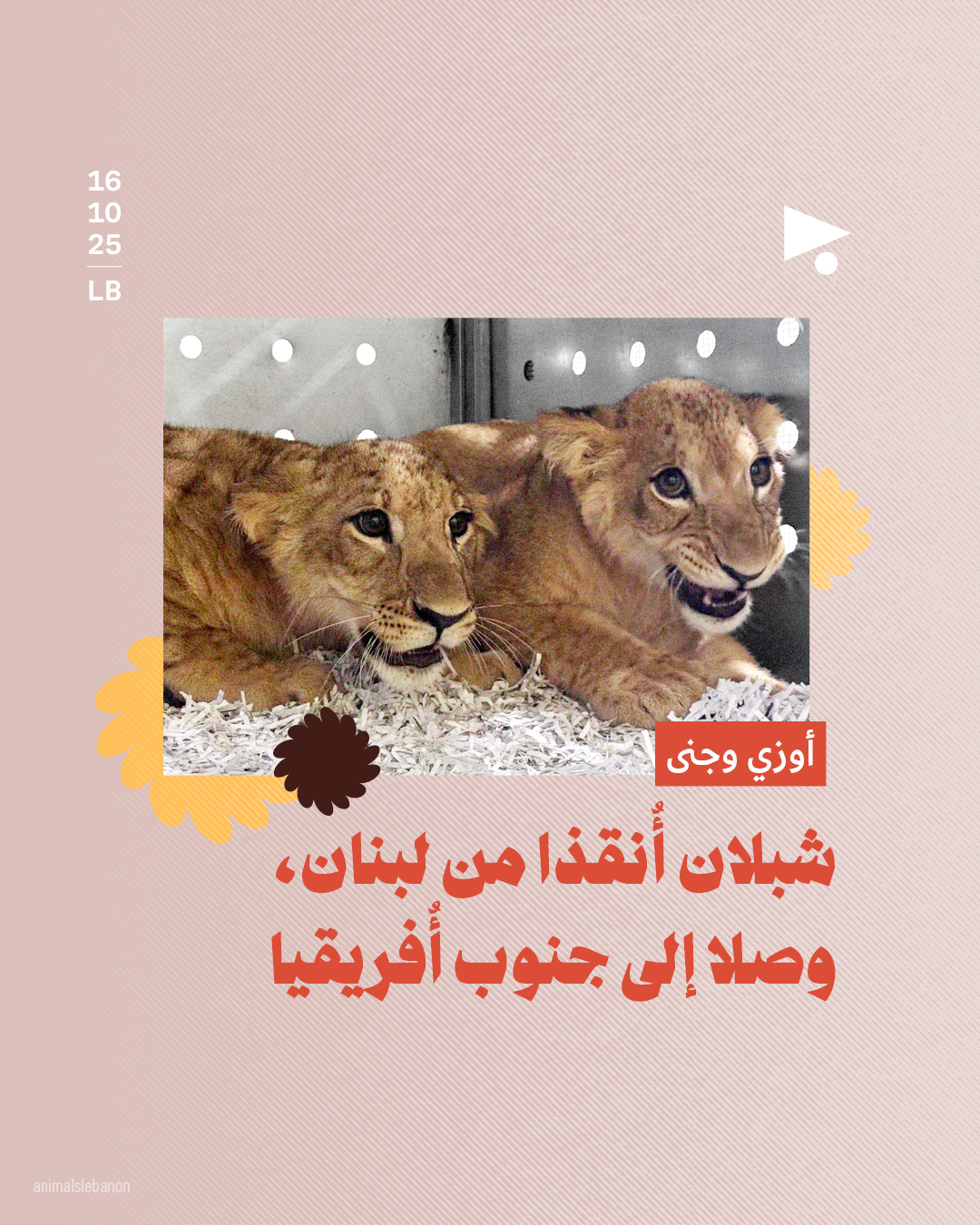 <strong>أوزي وجنى شبلان أُنقذا من لبنان، وصلا إلى جنوب أُفريقيا</strong>