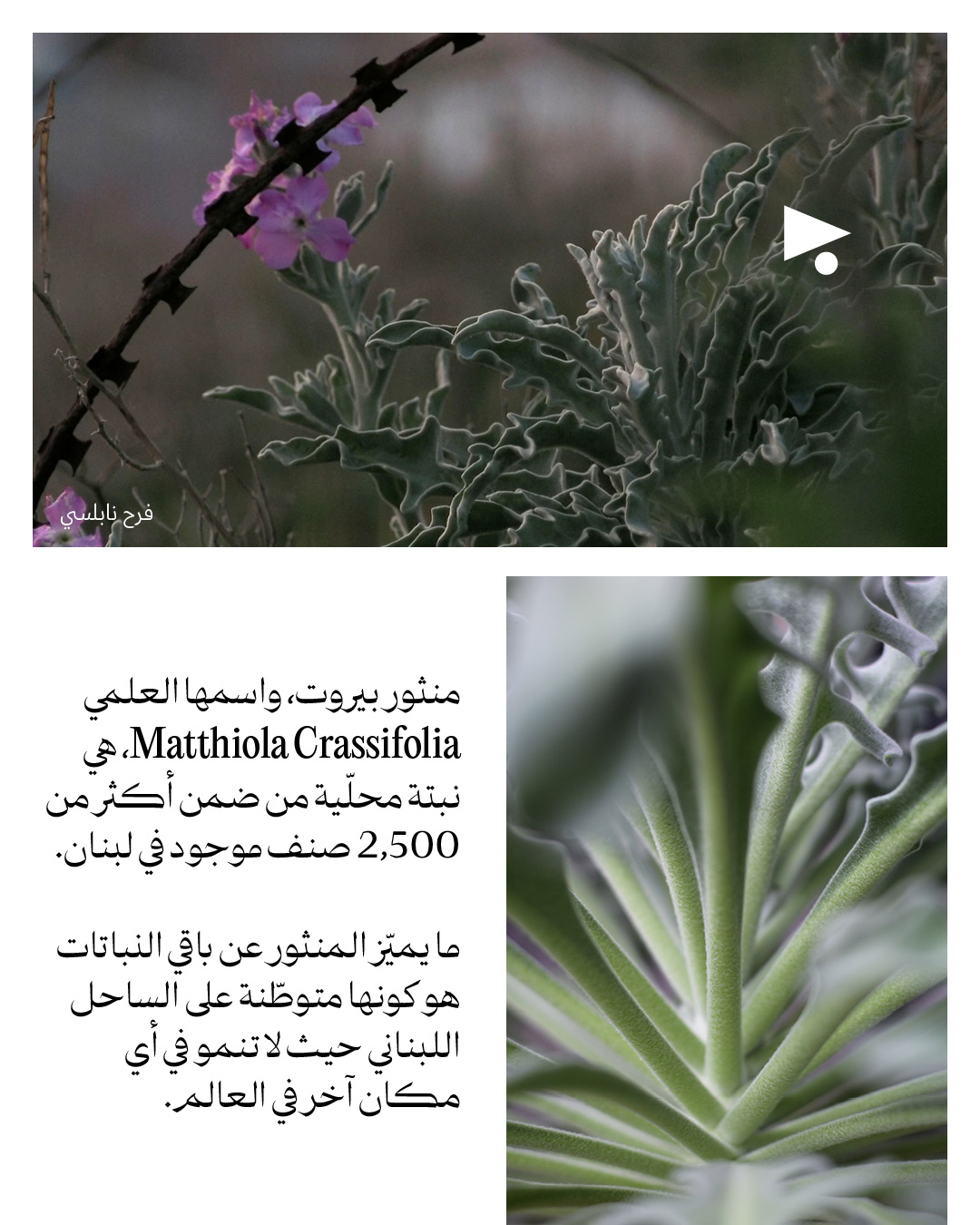 <strong>يا حبق ومنتور</strong>