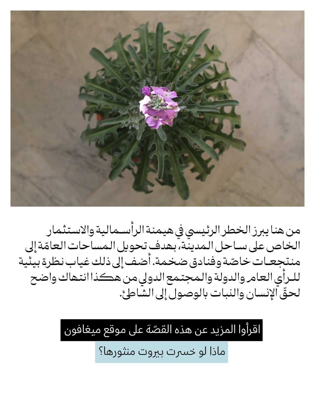 <strong>يا حبق ومنتور</strong>